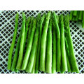 Aspargos congelados asparagusfrozen iqf por atacado de vegetais congelados